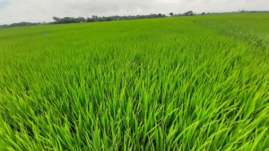 ধানক্ষেতে নেক ব্লাস্ট ছত্রাকের সঙ্গে জ্বালানি সংকট, দিশেহারা কৃষক