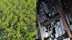 ফুলবাড়ীতে ১ ঘণ্টার শিলা বৃষ্টি-ঝড়ে ১০ গ্রামে ব্যাপক ক্ষয়ক্ষতি