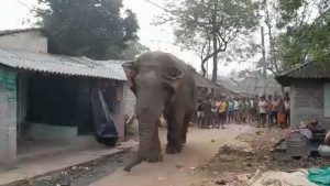 ভোটারদের নিরাপত্তায় হাতি