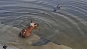 ভাইরাল ভিডিও নিয়ে যা বলছেন মাজারের কর্মীরা 