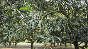 সাতক্ষীরার কোন আম কবে বাজারে আসছে