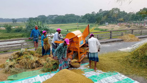 ধান মাড়াইয়ে বাড়তি খরচের বোঝা লোকসানের শঙ্কা কৃষকের