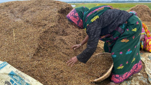 হাওরে ডুবেছে ২০০ কোটি টাকার ধান 