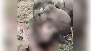 সঙ্গী সরতেই দেহাংশ কেটে নেওয়া হলো মৃত হাতিটির