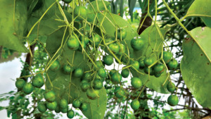 বিলুপ্তপ্রায় বউলা গোটা