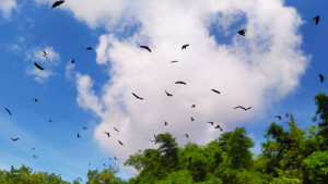 বাদুড়ের ‘বাড়ি’