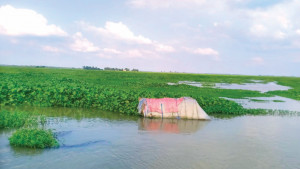 কচুরিপানায় ঢাকা পড়েছে বিস্তীর্ণ কৃষিজমি, হুমকির মুখে চাষাবাদ