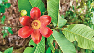 কাষ্ঠল লতা বানরকলা