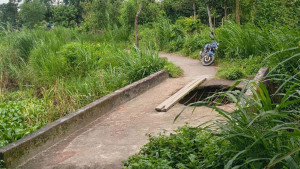 কালভার্ট ভাঙায় যান চলাচল বন্ধ সড়ক গিলছে আগাছায়