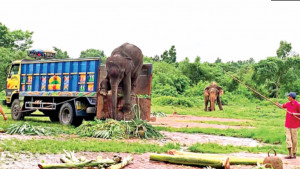 সাফারি পার্ক ঘুরে হাতি দুটি অবশেষে মালিকের জিম্মায়