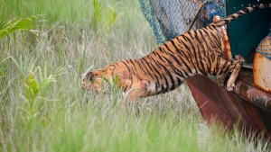 যে কারণে দেখা মিলছে না সুন্দরবনের সেই বাঘিনীর