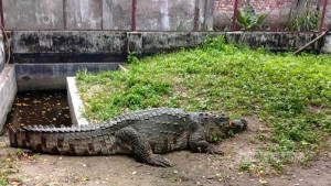 খানজাহান আলী দিঘির সেই কুমির এখন কক্সবাজারে