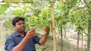 কৌতূহল ছাপিয়ে আঙুরে  সাফল্য রুহুলের