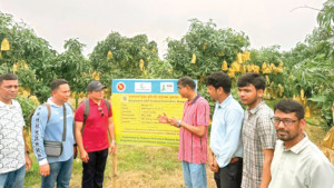 আম উৎপাদনে শীর্ষে, রপ্তানি তলানিতে