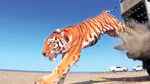 বিলুপ্তির ৭০ বছর পর কাজাখস্তানে বাঘ