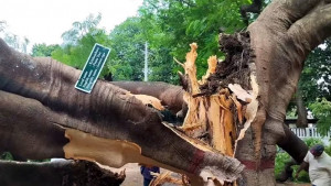 ভেঙে পড়ল রাবির হাজারো শিক্ষার্থীর স্মৃতিজড়িত কৃষ্ণচূড়া গাছ