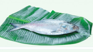 এক ইলিশের দাম ১০ হাজার ৫৫০ টাকা