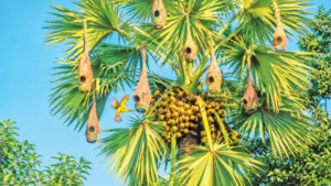 ডালে ডালে ফিরছে বাবুই পরিবেশ নিয়ে আশাবাদ