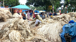 হাটে উঠেছে নতুন পাট দাম বেশি, খুশি চাষিরা