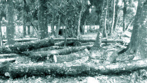 টেন্ডার ছাড়াই বিক্রি স্বাস্থ্য কমপ্লেক্সের গাছ