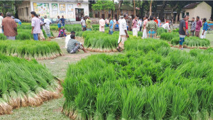 মৌসুমের শুরুতেই আমনের চারার বাড়তি দাম