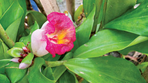 নতুন দেখা গোলাপি আদা