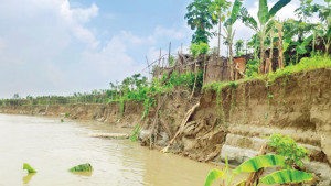 পাঁচ কিলোমিটারজুড়ে পদ্মায় ভাঙন, ৯৫০ বিঘা বিলীন