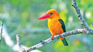 বাদামি-ডানা মাছরাঙার গল্প