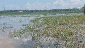 কাউয়াদীঘির জলাবদ্ধতায় আমনের স্বপ্ন ভঙ্গ
