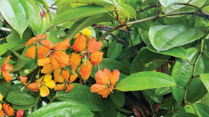 মনকাড়া কমলা বাউহিনিয়া