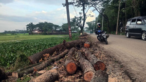 কাটা হচ্ছে সড়ক ও নদীতীরবর্তী এলাকার চার শতাধিক গাছ
