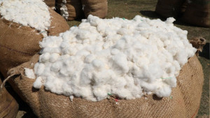 কাঁচা তুলার ডিজিটাল বাজার কটনপোর্ট চালু