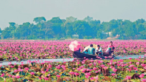 জলের বুকে লাল শাপলার নকশিকাঁথা