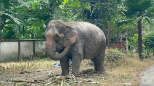 আদালতের নির্দেশে মালিকের কাছে ফিরছে থানা হেফাজতে থাকা সেই হাতি