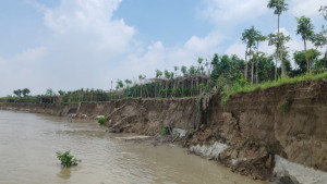 ভেড়ামারায় পদ্মার ভাঙনে ৯৫০ বিঘা জমি বিলীন