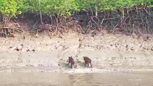 সুন্দরবনের প্রাণীদের মধ্যে স্বস্তি ফিরেছে