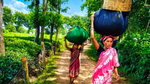 অধিকার ও স্বীকৃতির লড়াইয়ে আদিবাসী চা শ্রমিক গোষ্ঠী