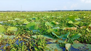 পদ্ম-শাপলার রাজ্যে এবার ফুলের আকাল