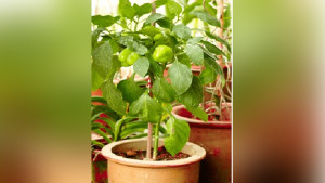 টবে ক্যাপসিকাম চাষ করার পদ্ধতি জেনে নিন