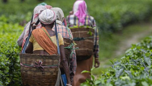 অধিকার ও স্বীকৃতির লড়াইয়ে আদিবাসী চা শ্রমিক গোষ্ঠী