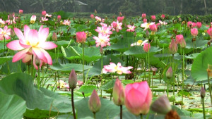 পদ্মফুলে ছেয়ে গেছে উল্লাপাড়ার সোনাকান্ত বিল, মুগ্ধ দর্শনার্থীরা
