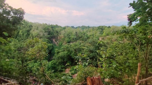 সবুজ ভবিষ্যৎ রক্ষায় বিজ্ঞানভিত্তিক পরিকল্পনা ও বননীতির তাগিদ