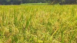 আউশের দাম নিয়ে হতাশ কৃষক