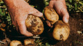 এশিয়াজুড়ে রেকর্ড তাপপ্রবাহ, মাটির নিচে ‘সেদ্ধ’ হচ্ছে আলু