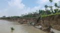 ভেড়ামারায় পদ্মার ভাঙনে ৯৫০ বিঘা জমি বিলীন