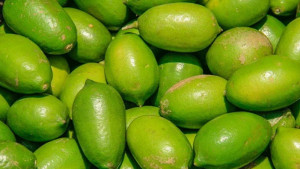 পাবনায় লেবুর কেজি ২০০ টাকা