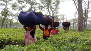 কথা রেখেছেন চা শ্রমিকরা