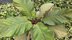 বার্ড নেস্ট অ্যানথুরিয়াম