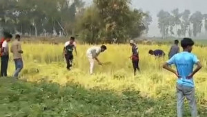কৃষকের জমির সরিষা কেটে নিলেন যুবদল নেতা