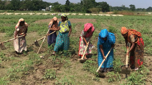 নারী কৃষকের অদৃশ্য শ্রম ও স্বীকৃতি